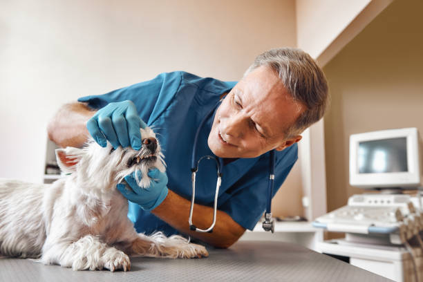  Portage Lakes, OH Emergency Dentist Pros